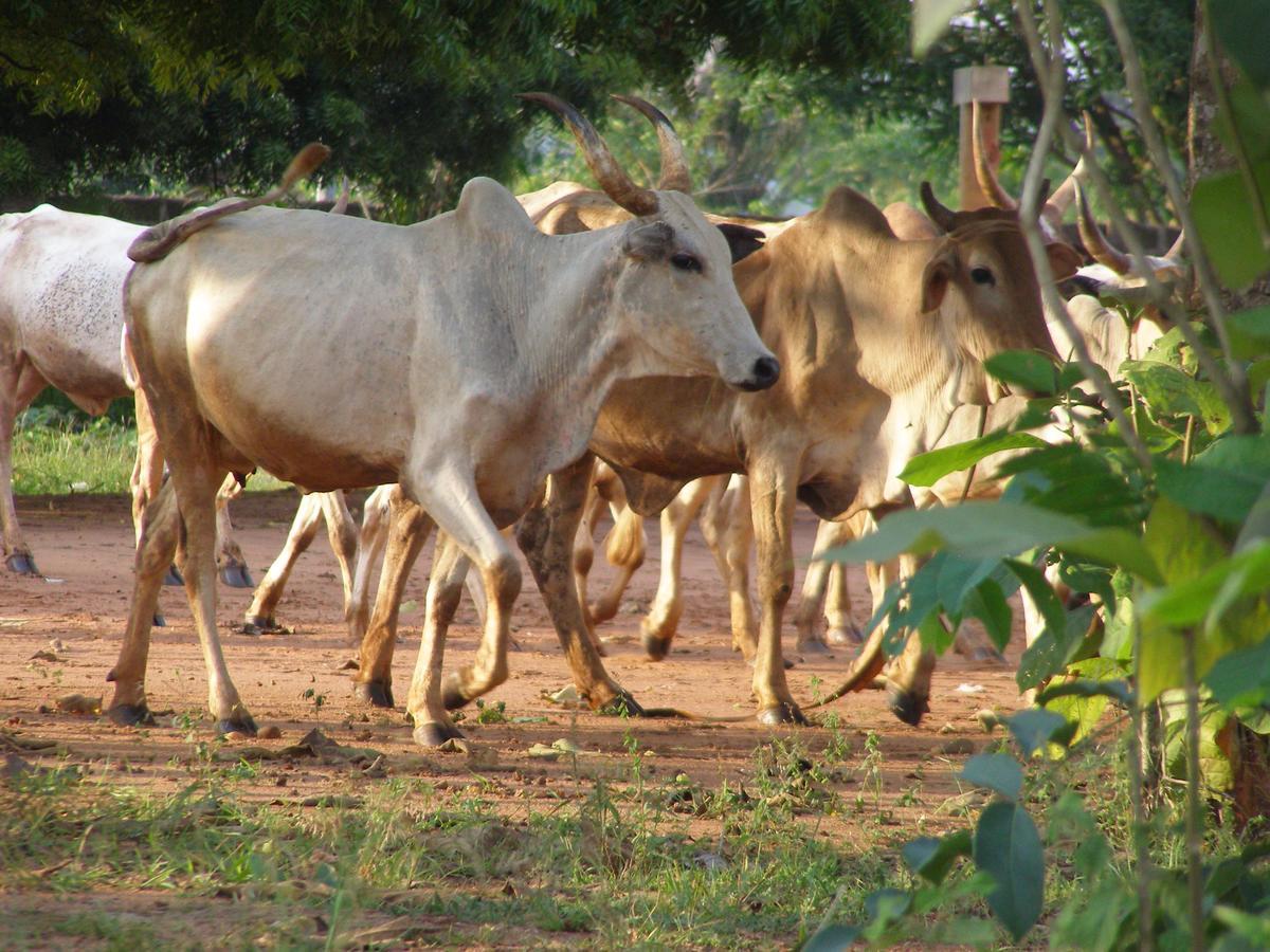 Chez Sabine Bed and Breakfast Abomey Esterno foto